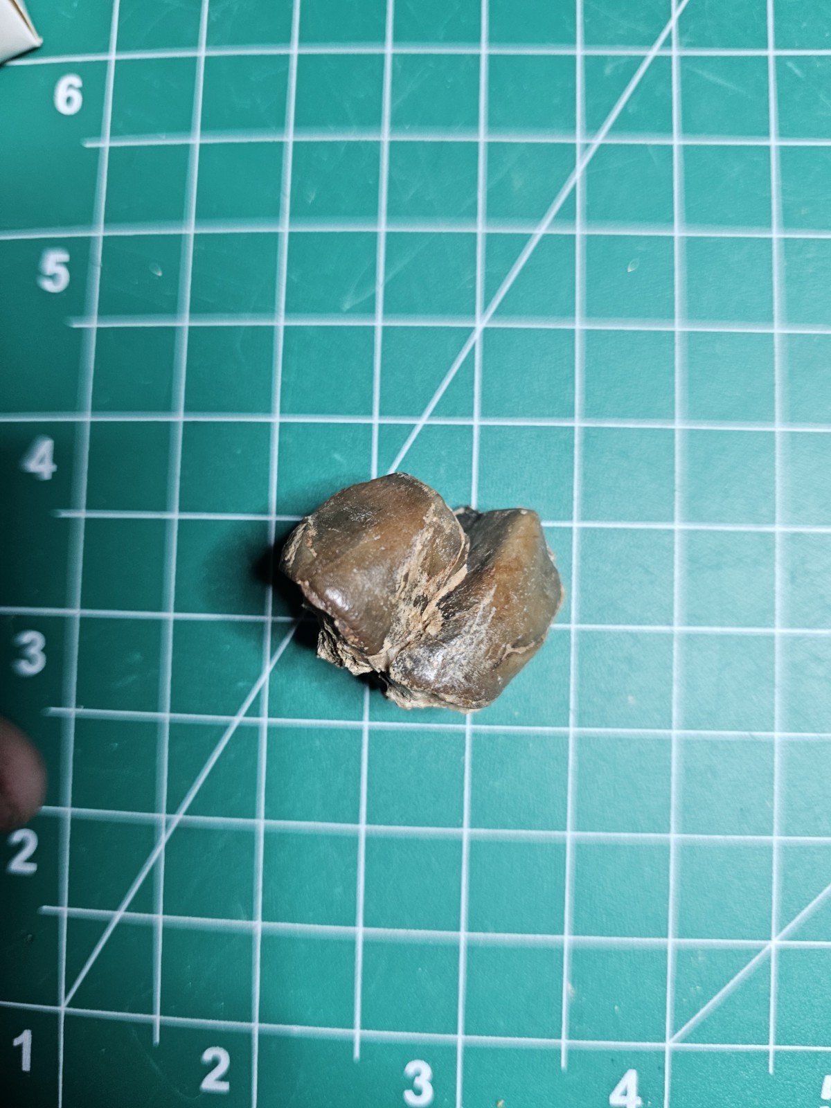 Fossil Rhino Tooth Suswassermolasse Oligocene Gunzburg Bavaria