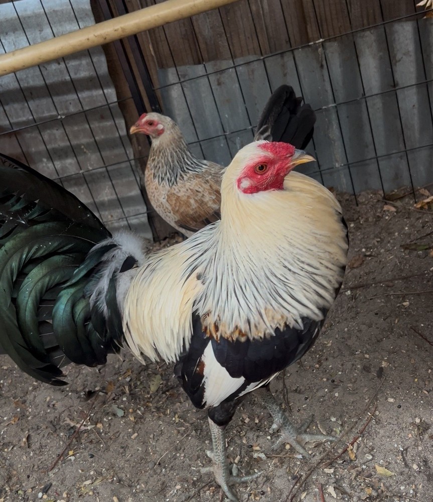 Six Fertile Hatching Chicken Eggs