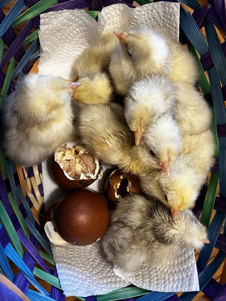 * RARE* White Marans Hatching Eggs Npip Ai Clean 6+++
