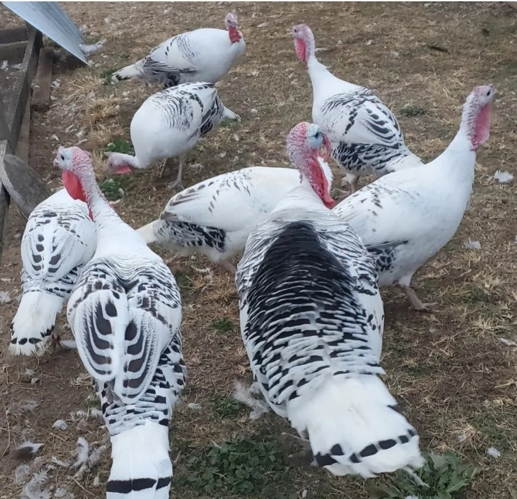 6 Royal Palm Turkey Hatching Eggs