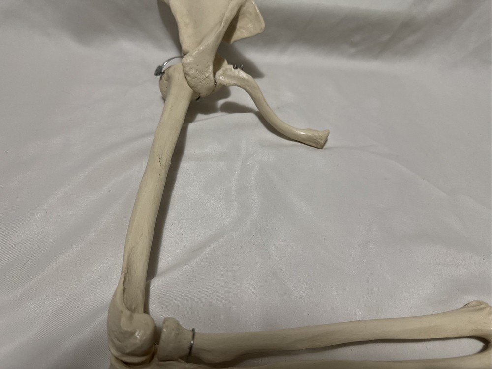 Upper limb bone scapula arm bone clavicle upper arm bone human skeleton model