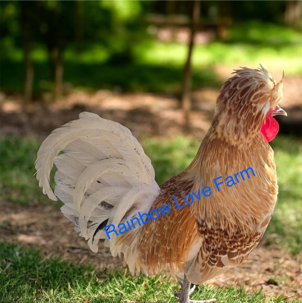 6+ Polish Chicken Hatching Fertile Eggs Assorted Buff Candy Corn Crest NPIP