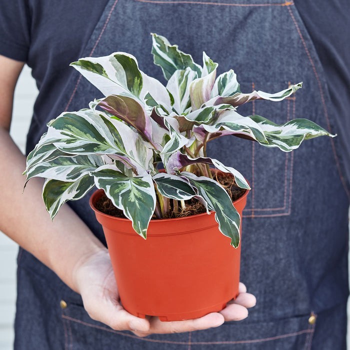 Calathea 'White Fusion' 4" Pot