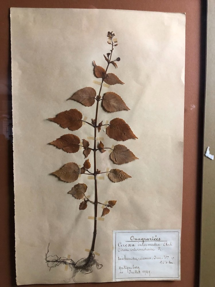 1929 Pressed Botanical Specimen Intermediate Circée R.