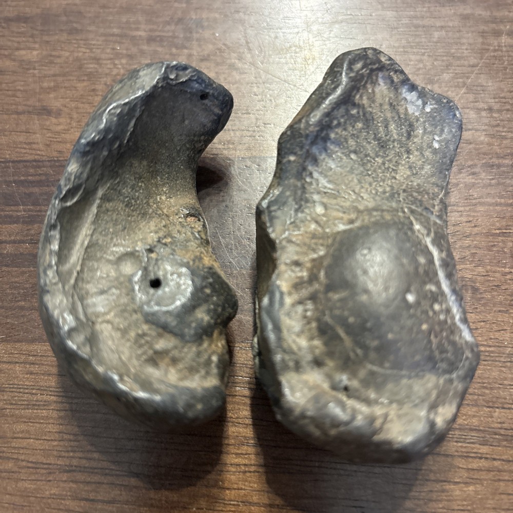 (2) 3 Inch Fossilized Whale Ear Bones