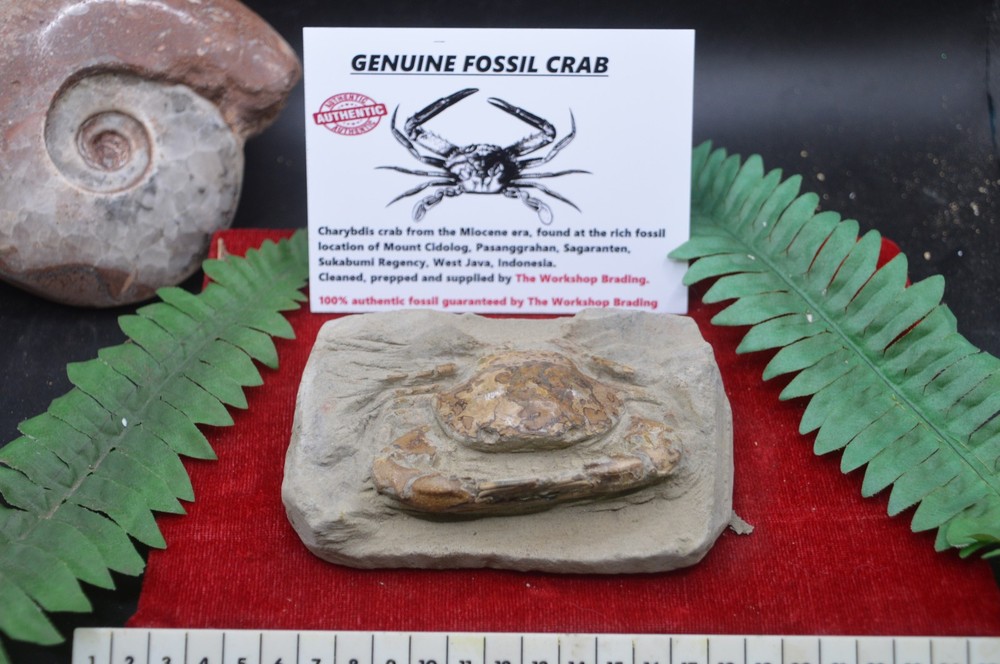 AMAZING RARE FOSSIL CRAB FROM JAVA, INDONESIA , BEST VALUE ANYWHERE! #10