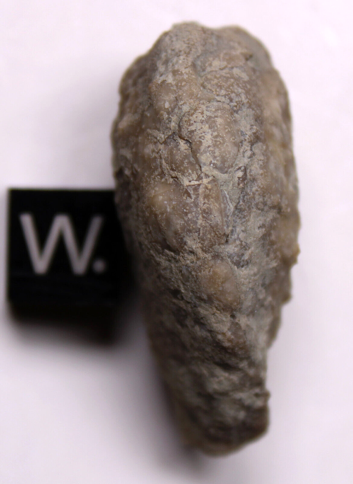 Holocystites scutellatus Silurian Cystoid Fossil Indiana Massie Shale