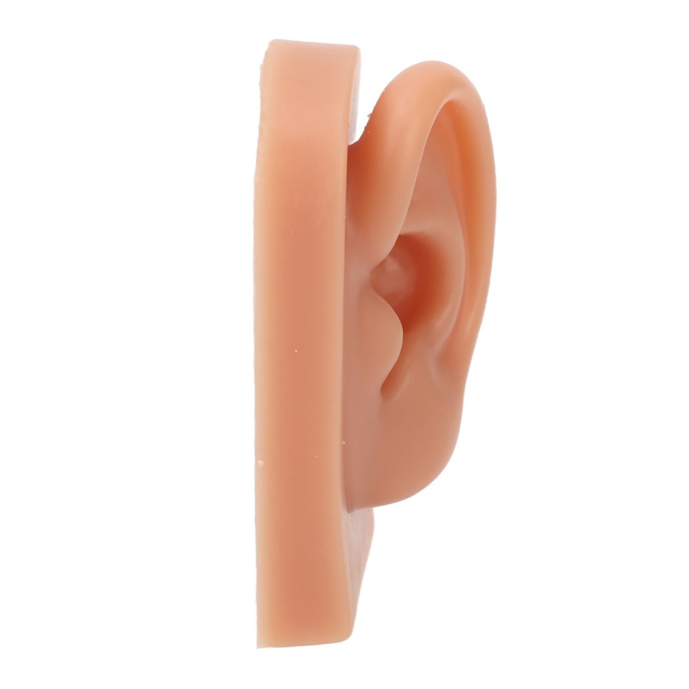 Professional Piercing Practice Ear Model For Earrings Display NEW↑