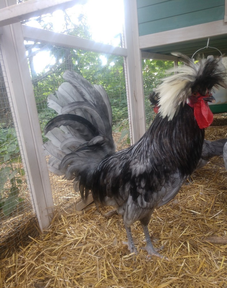 6+ White Crested Blue Polish - Hatching Eggs