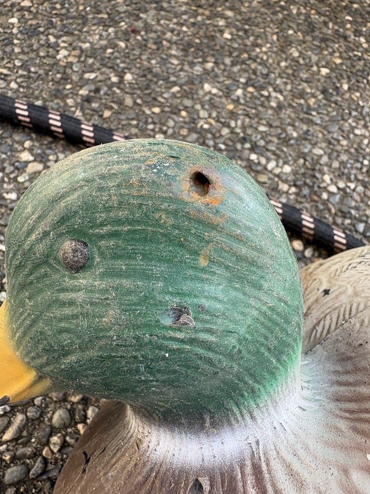 Mallard Drake Duck Floating Decoy Shot Decor