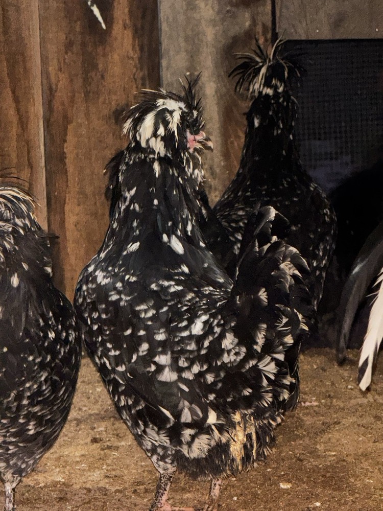 🥚 6+ Extremely Rare pure bred Mottled Houdan Hatching Eggs