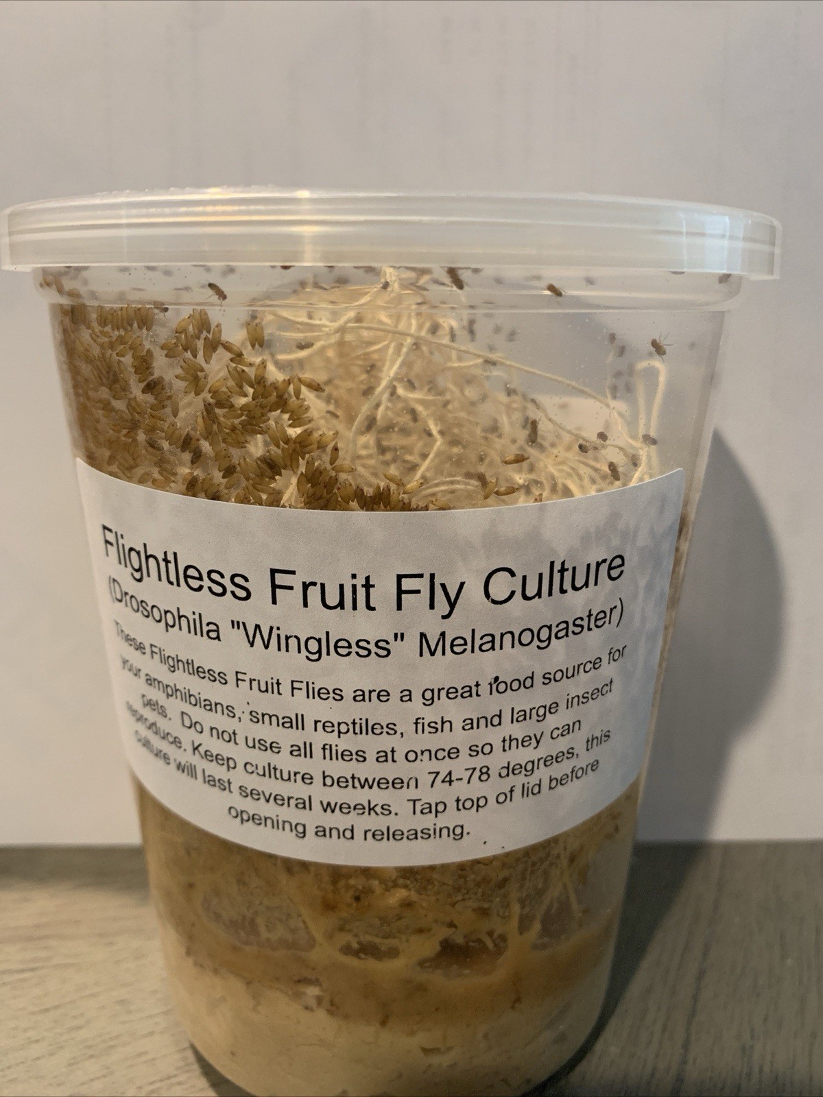 Flightless Fruit Fly Culture (Drosophila Wingless Melanogaster)