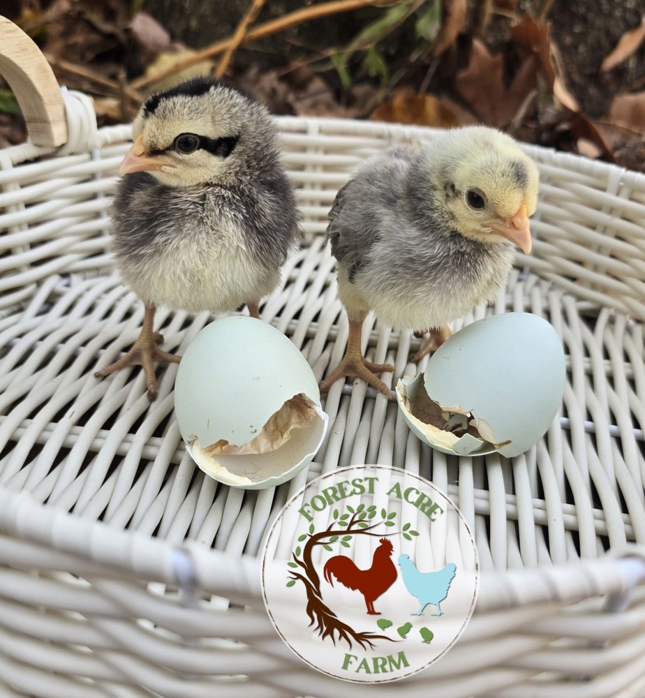 Cream Legbar Hatching Eggs 10+ Blue Eggs