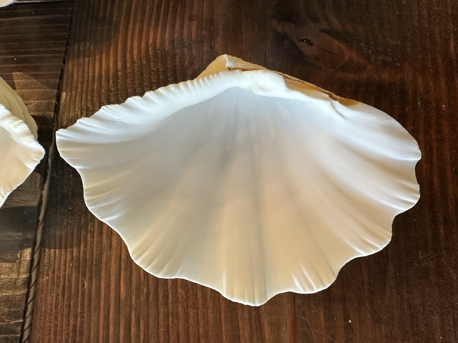 Set Of 6 TRIDACNA GIGAS(?) Clam Sea Shells Half 6” x 4” BEAR PAW Nautical Ocean