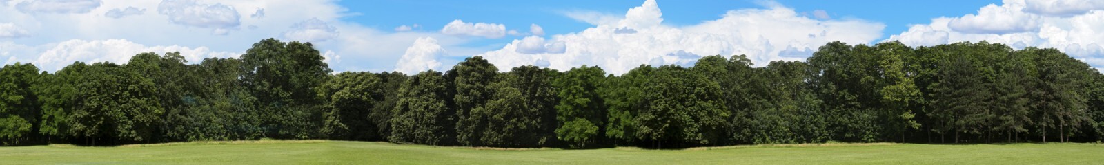 TrainJunkies Just Trees 1 Model Railroad Backdrop