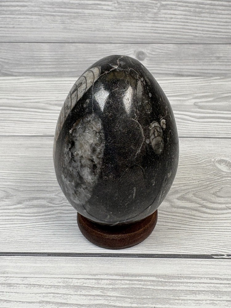 Orthoceras Fossil Stone Egg 8cm Devonian Moroccan Specimen