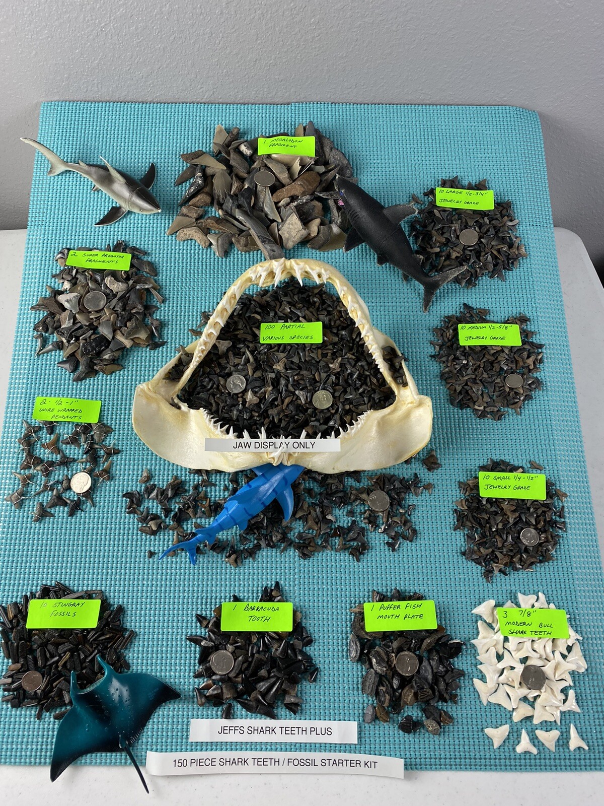 150 Piece Shark Teeth / Fossil Starter Kit From Venice Florida