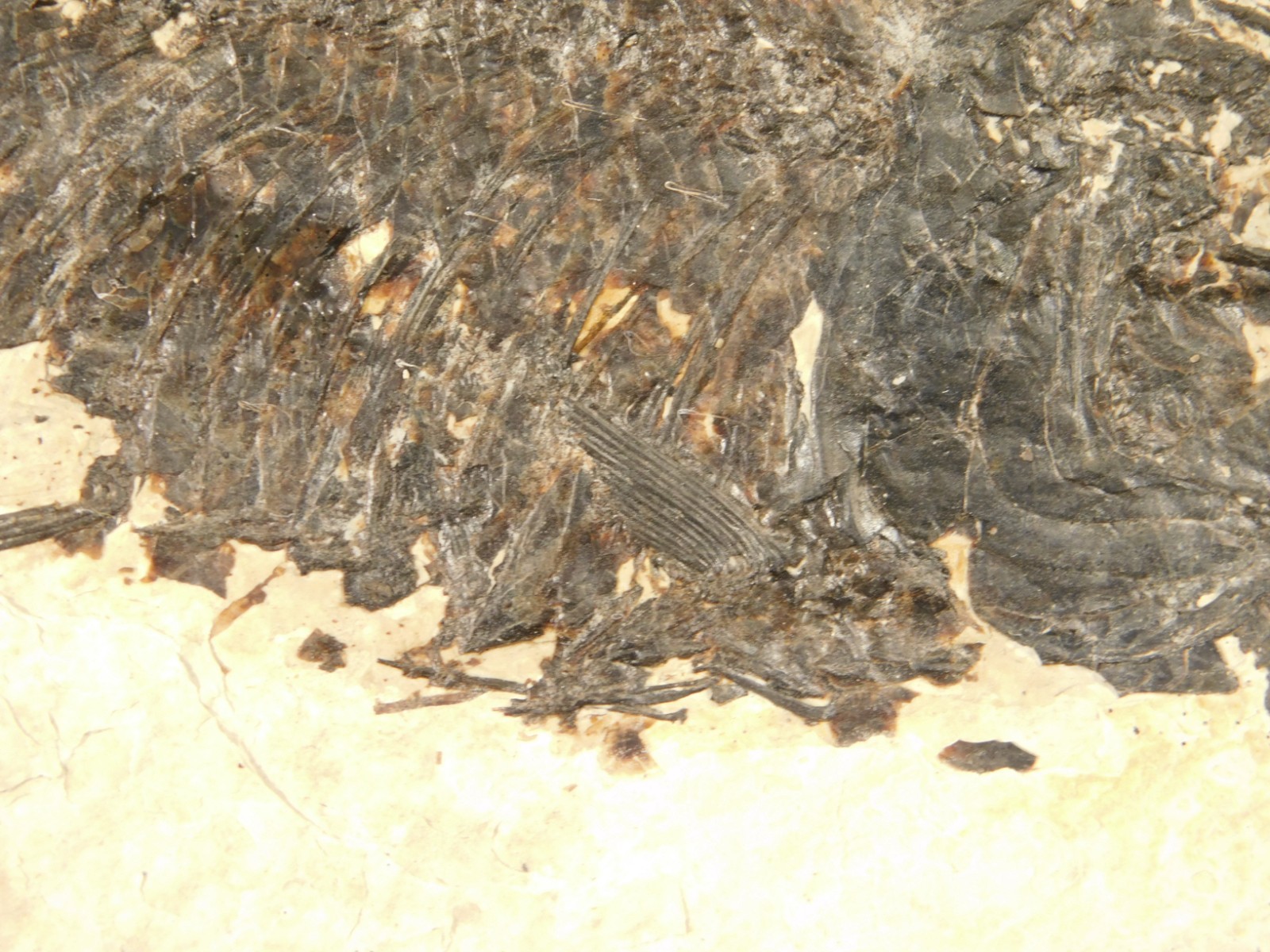 Larger! 50 Million Year Old Knightia FISH Fossil on Big Matrix Wyoming 721gr