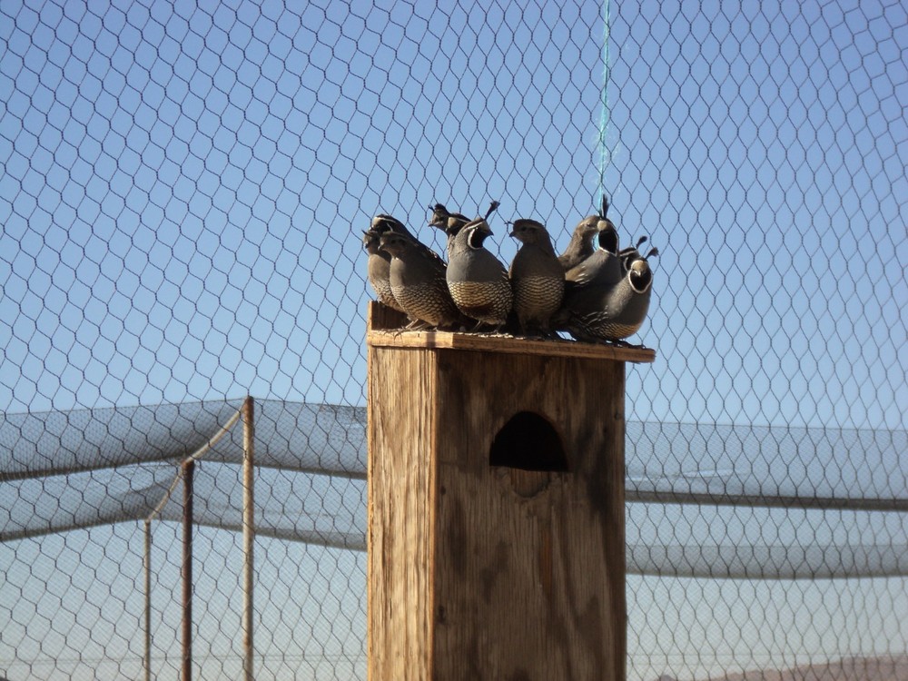 12+ California Valley Quail Eggs