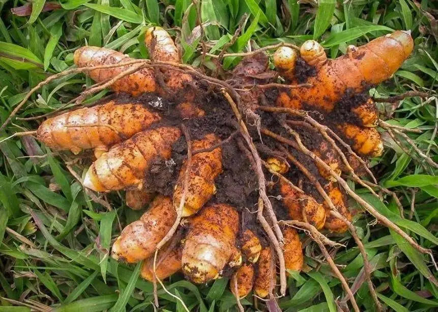 1 Yellow Turmeric Ginger Starter Plug - Curcuma longa