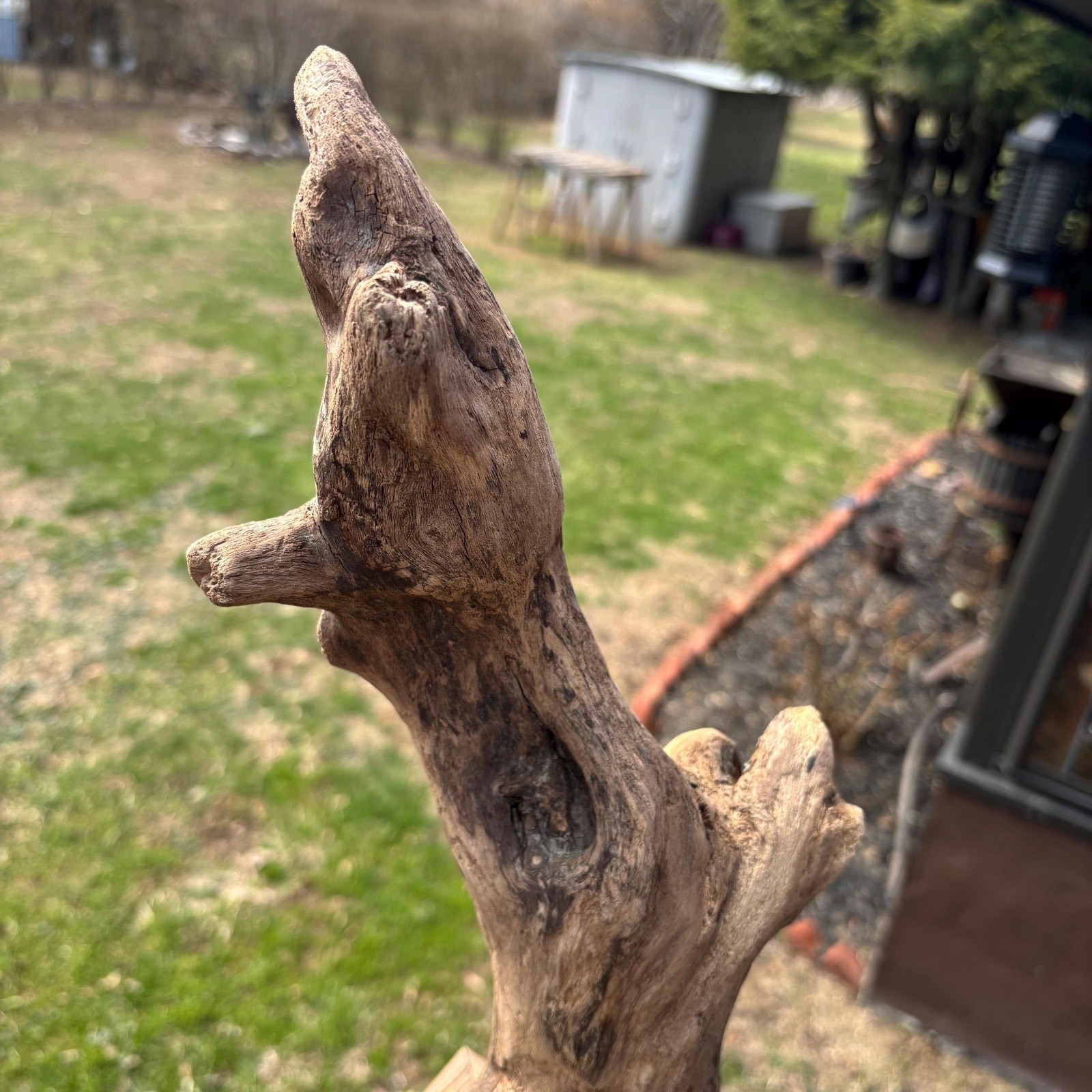 Knobby Tree Shaped Driftwood 14x5x5 – Sculptural Natural Wood Decor