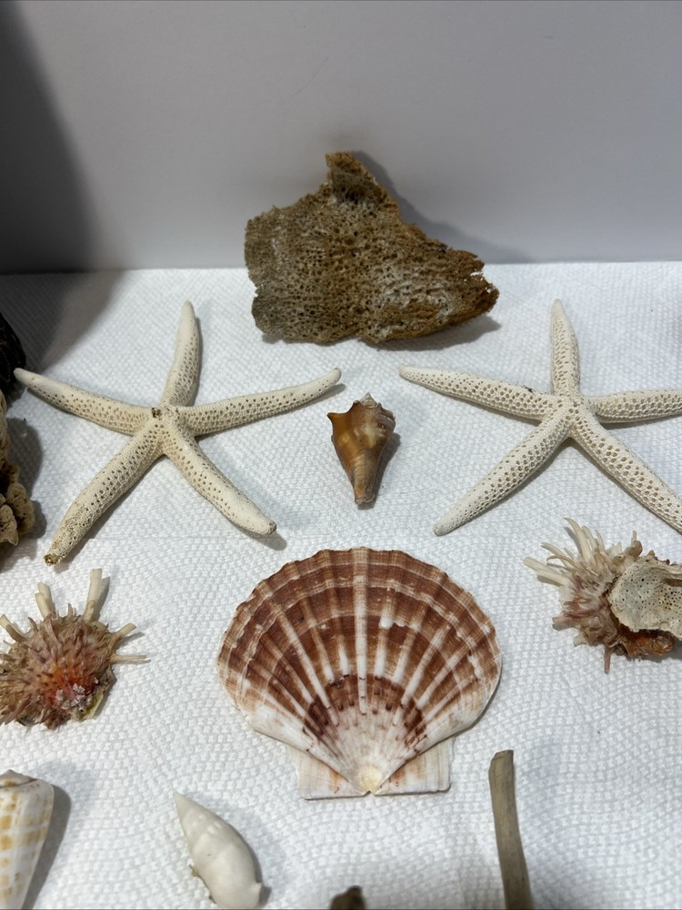 Sea Shore Items With Net. 15 Items. B5
