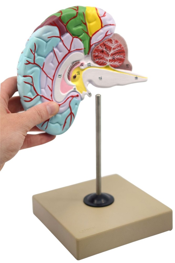 Eisco Labs Human Half Brain Model - Life Size, Cross Section - Color Coded