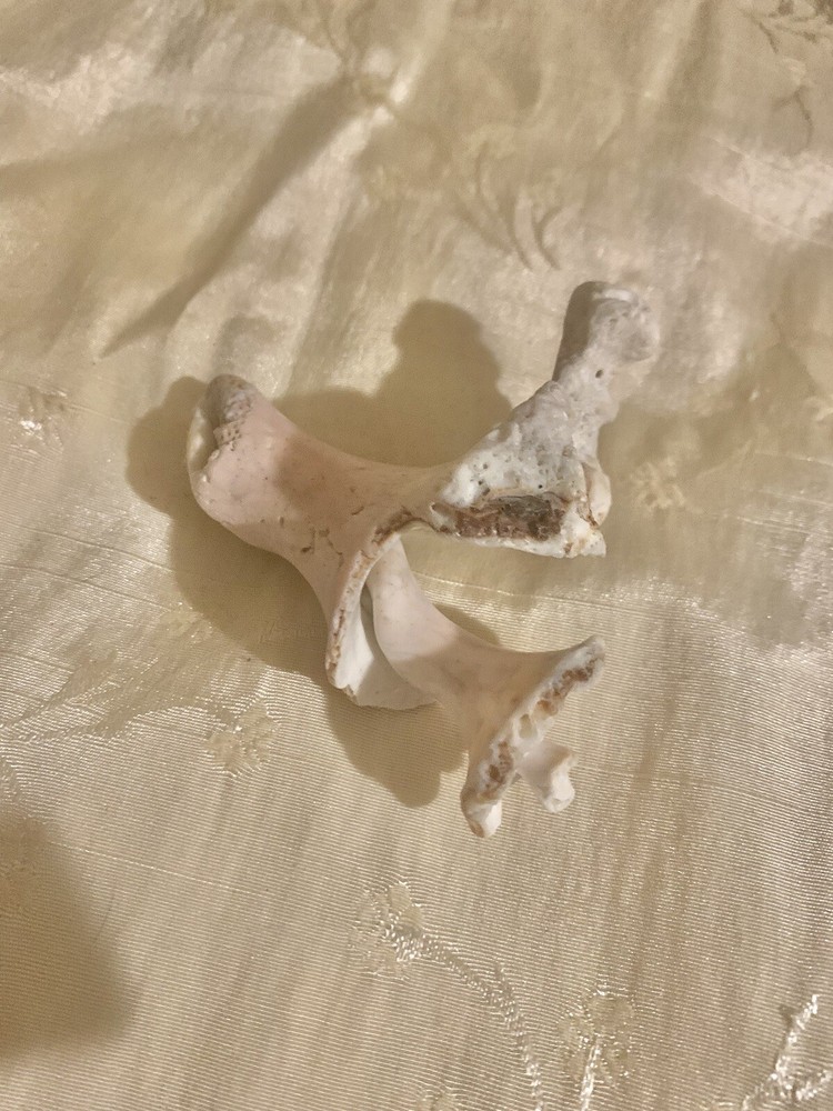 Conch Shell Interior Fossil