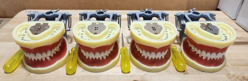 Dental Form w/ Removable Teeth Typodont Dentoforms (Qty 4)