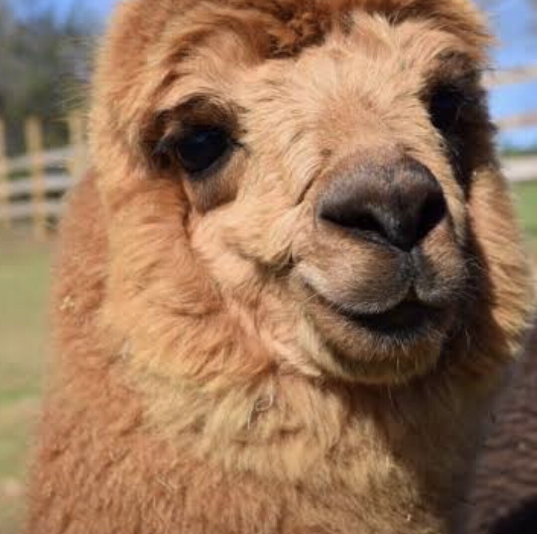 BIRD NESTING 100% ALPACA FIBER Raw ORGANIC Soft Hummingbird Material 1 Galon Bag