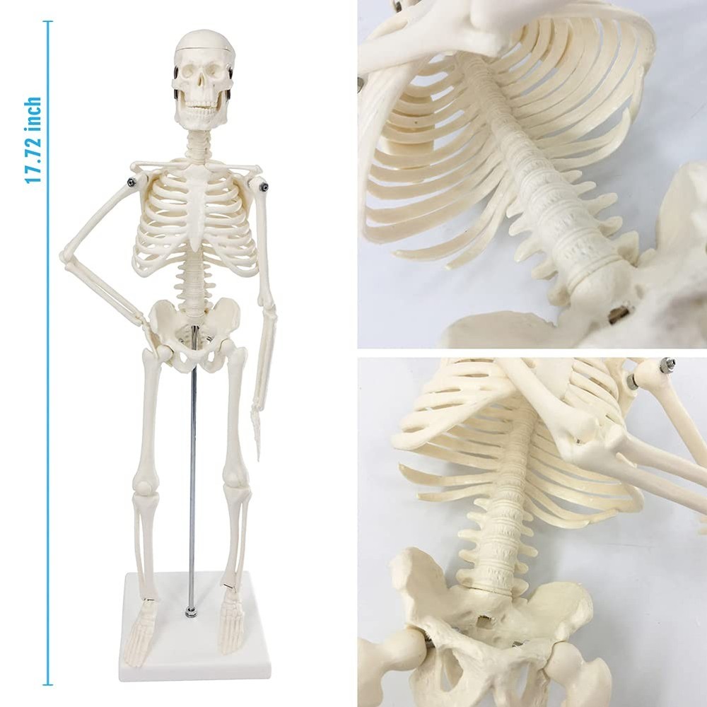 Mini Human Skeleton Model, 17.72” Petite Human Bones Model with Movable Arms,...