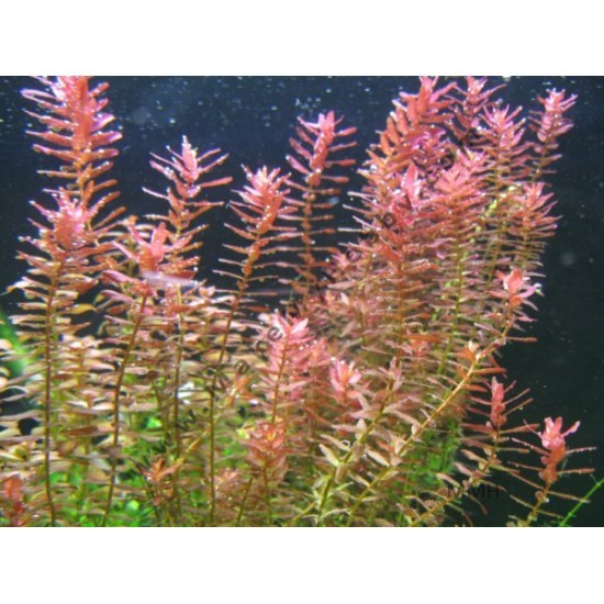 Rotala Indica