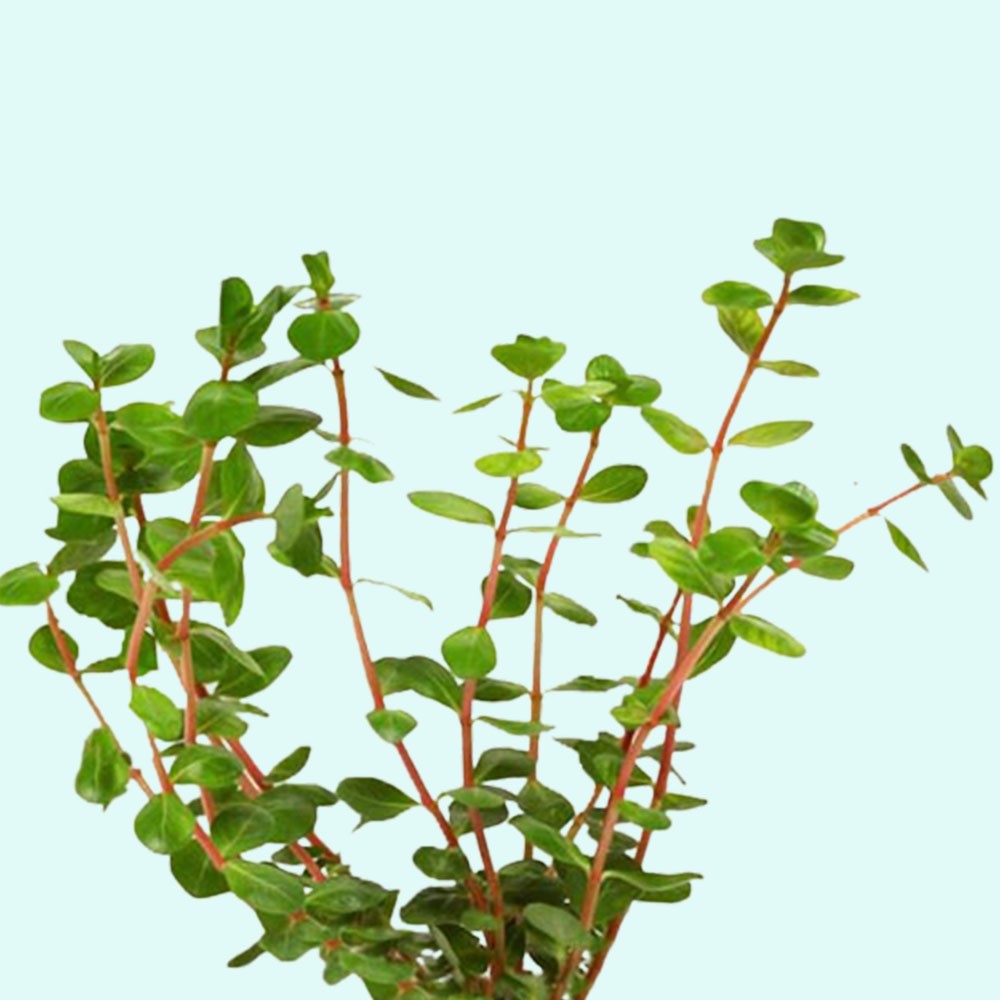 Rotala Indica