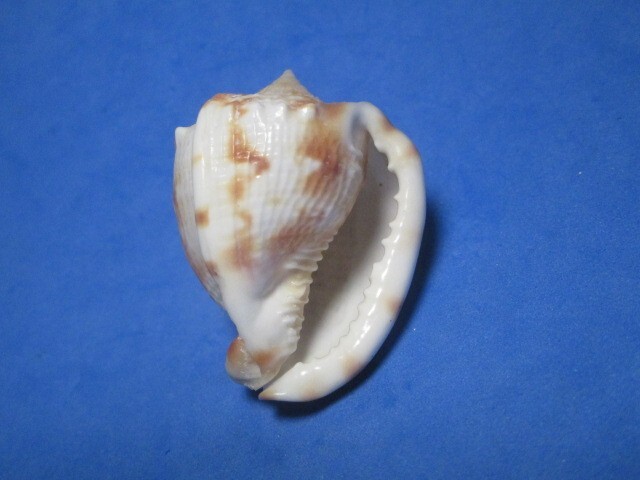 Cassis cornuta (Linnaeus, 1758) "SOLOMONS ISLANDS: (41.4mm)