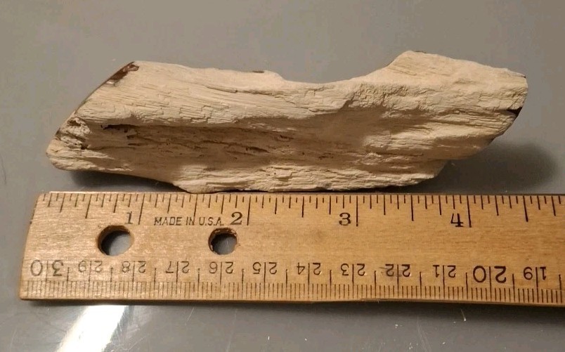Fossilized Wood Polished
