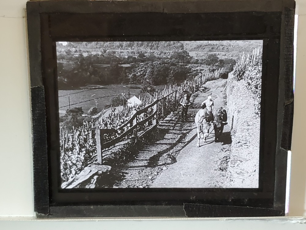 Unknown Farming Scene, NO LABEL Magic Lantern Glass Slide