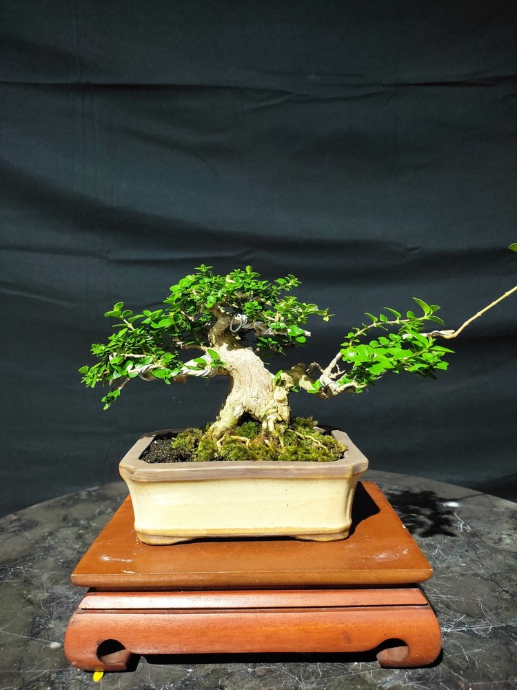Premna Microphylla Living Tree Bonsai Tree