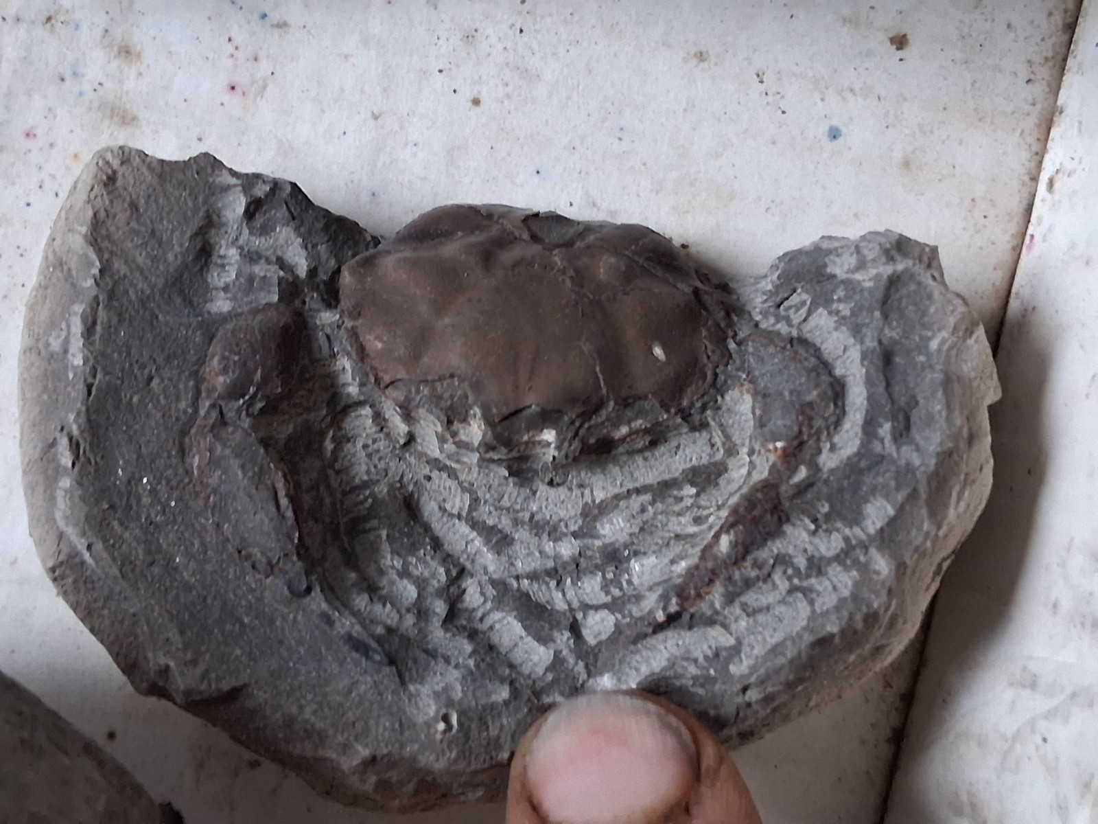 15 Unfinished Crab Fossil Lot Washington State