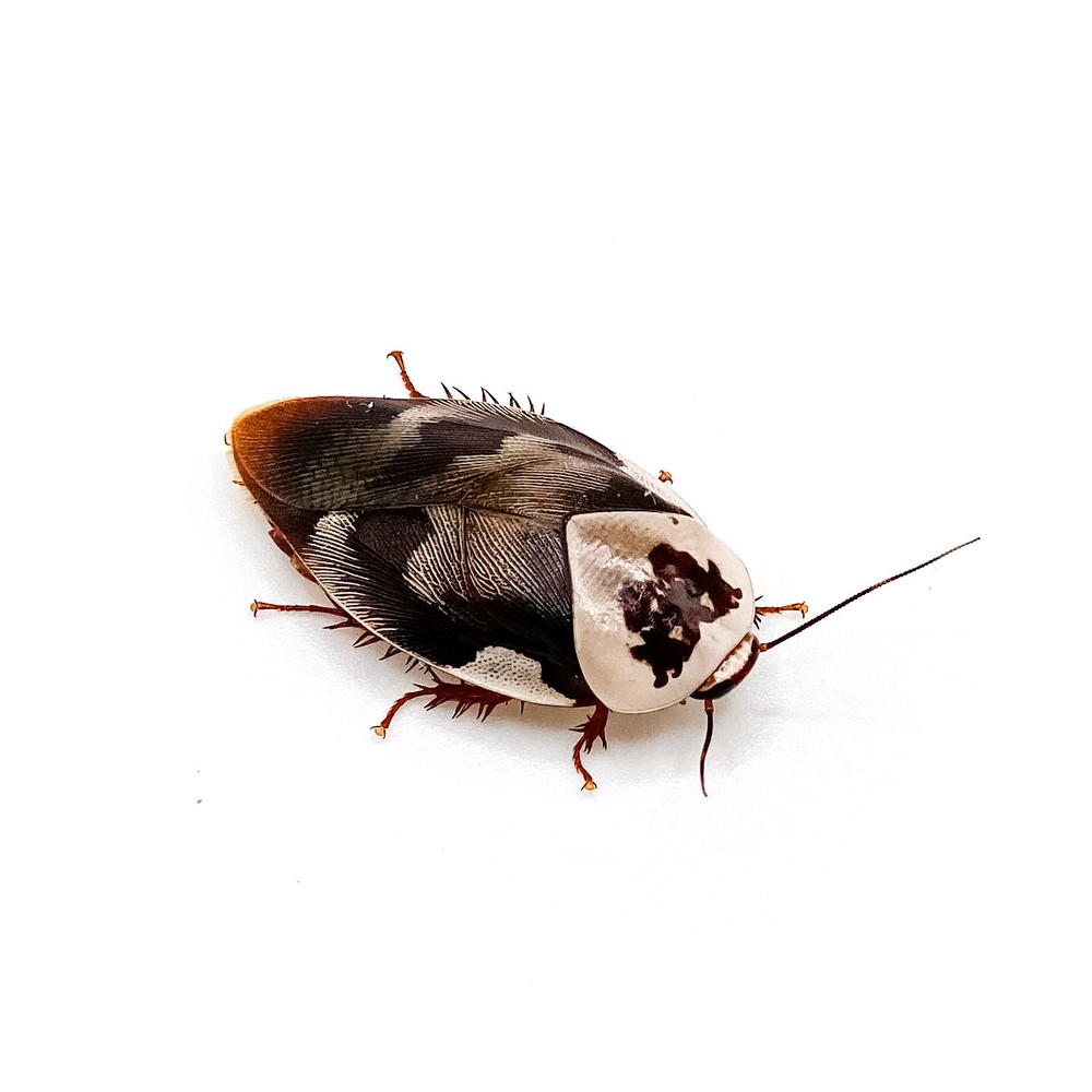 15CT Centurion Roach (Gyna centurion)