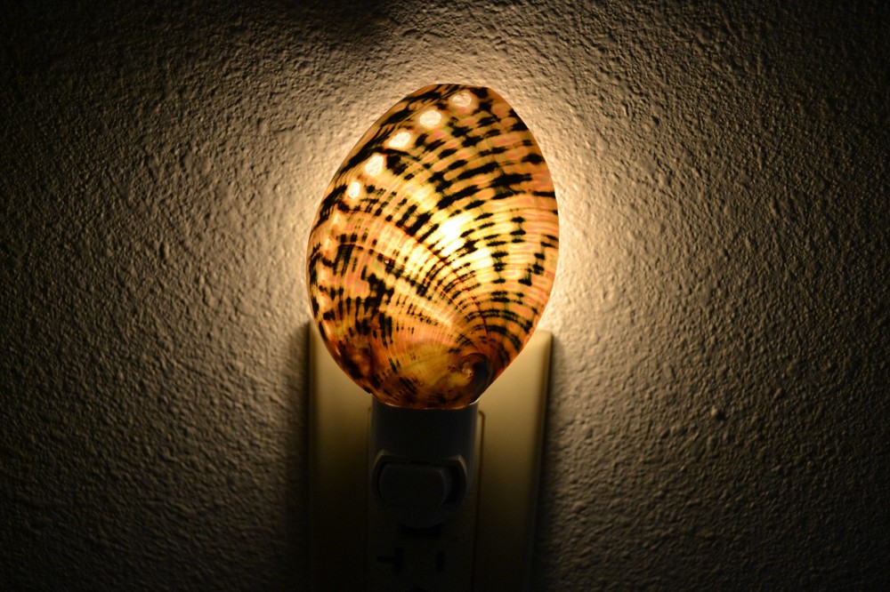 GREEN ABALONE SEA SHELL NIGHT LIGHT 7487