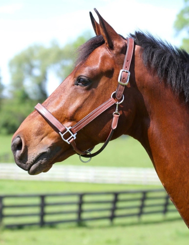 horse halter