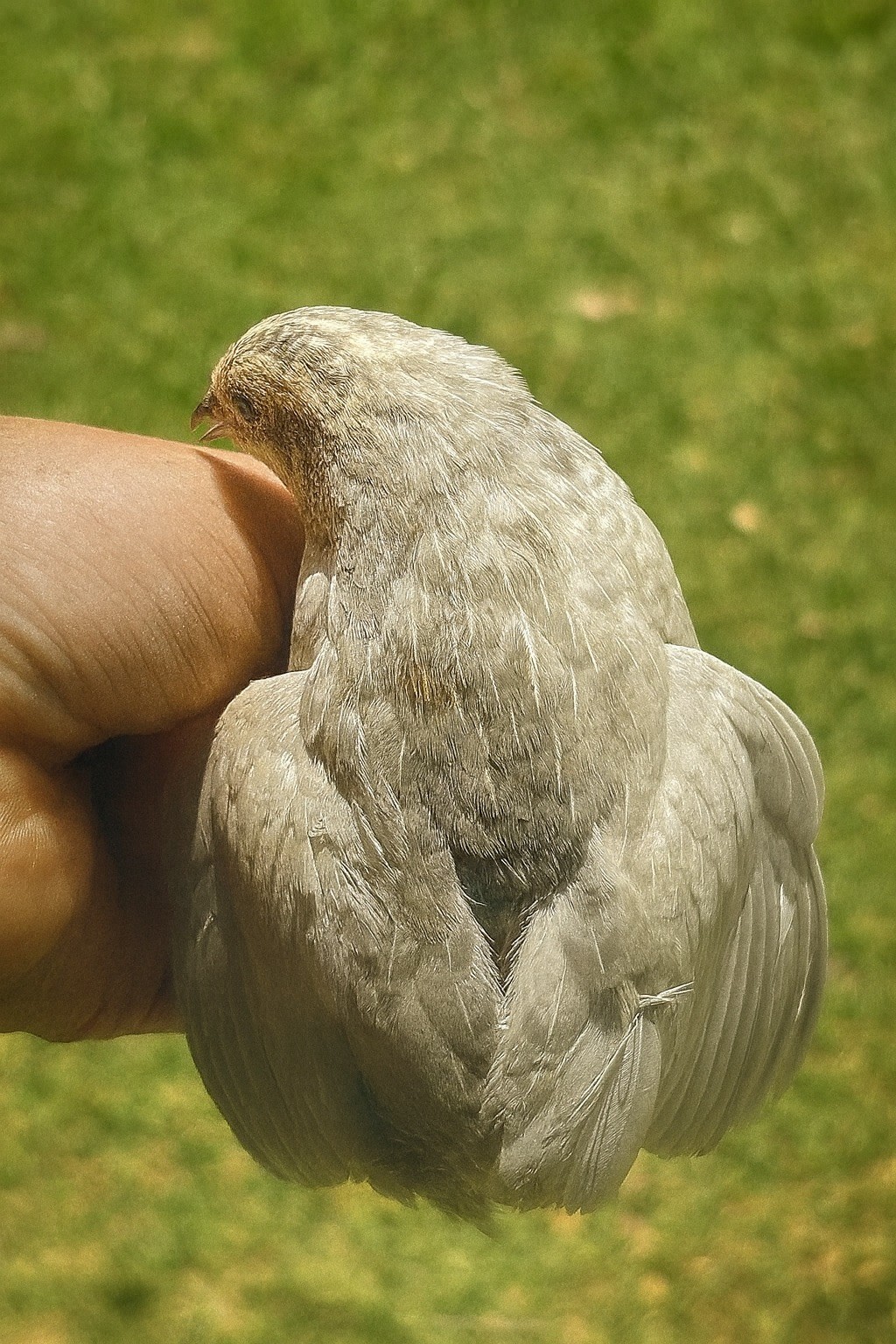 12 Exotic Button Quail Hatching Eggs Chinese Painted SPECIAL RARE ~ TPB Farms 🦚