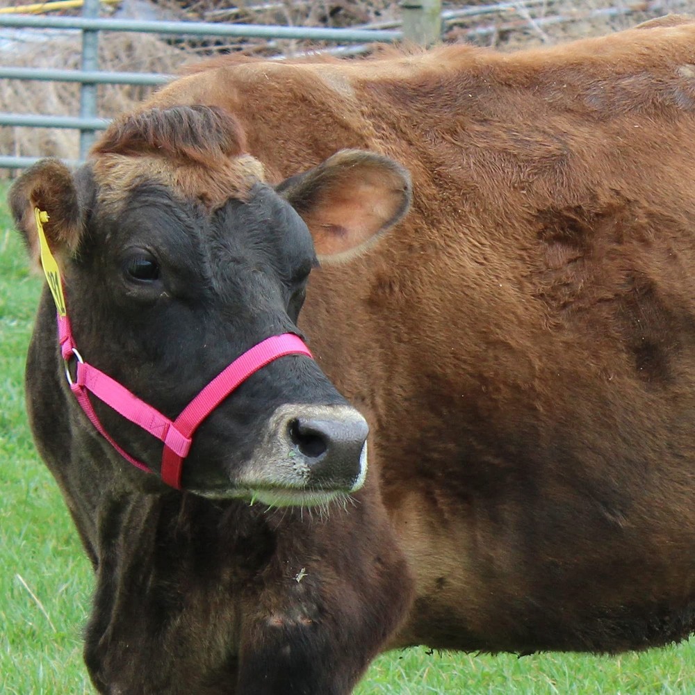 Durable Adjustable Nylon Cattle Halter Large 800 1400Lbs Multiple Colors