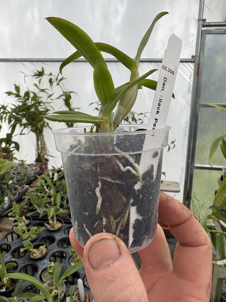 Dendrobium Black Pearl - 3” Pot - Seedling
