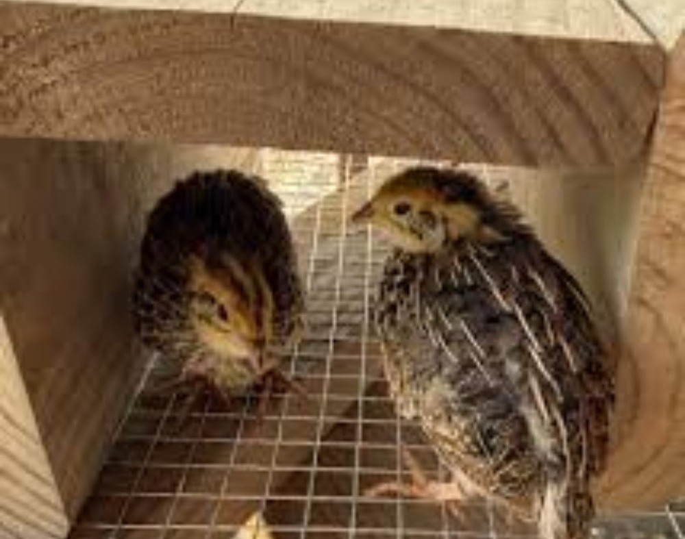 Jumbo Brown Coturnix Quail Hatching Eggs-24