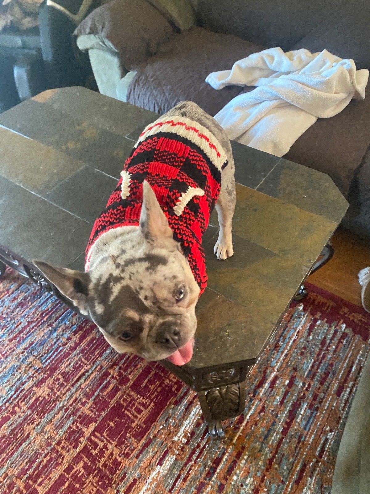 🐶 Hand Knit Wool Dog Sweater – Chilly Dog Brand – Size Small – Warm