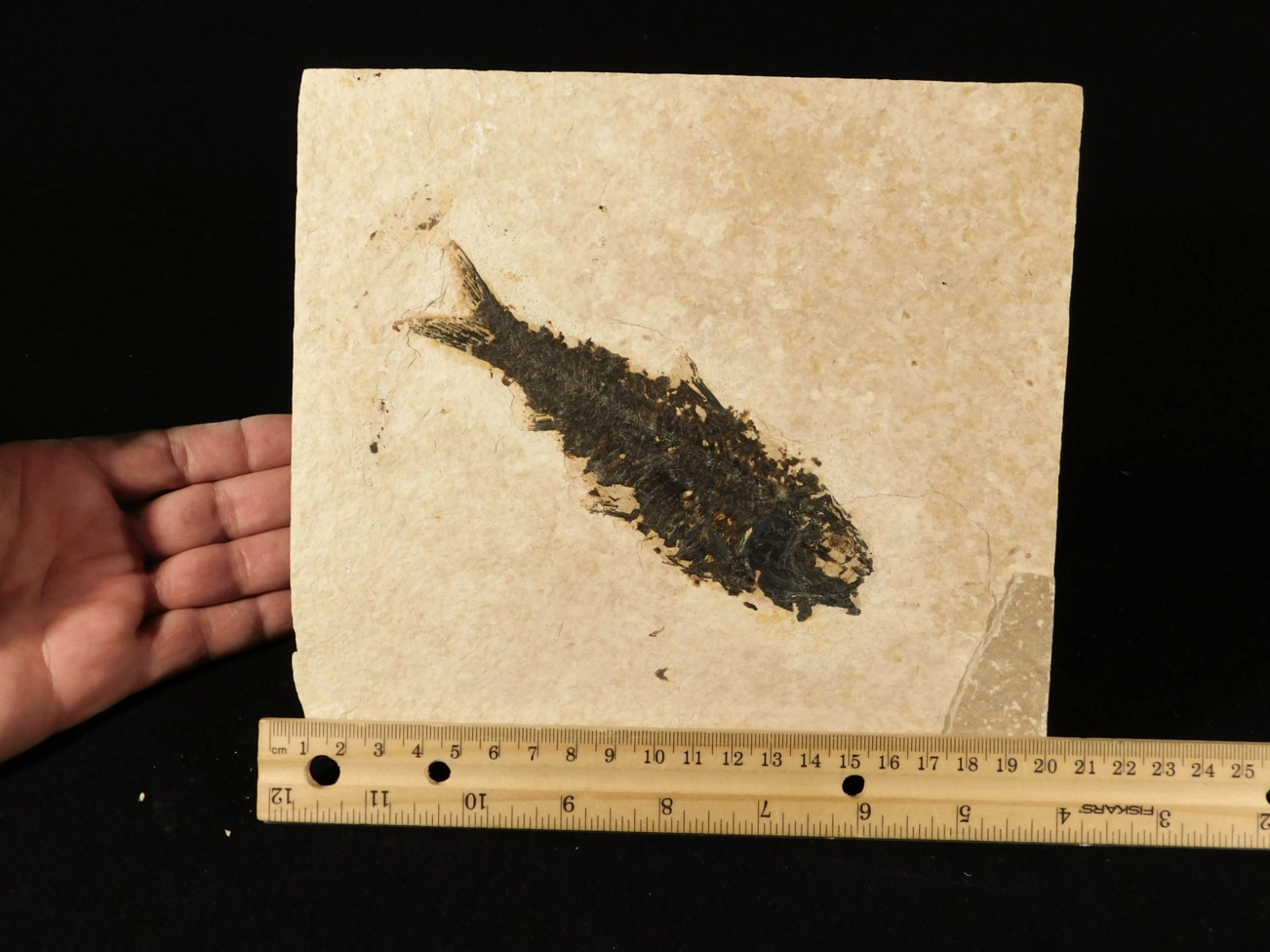 Larger! 50 Million Year Old Knightia FISH Fossil on Big Matrix Wyoming 721gr