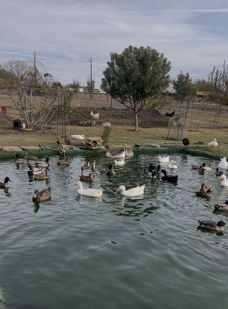 12 Fertilize  Ducks Eggs