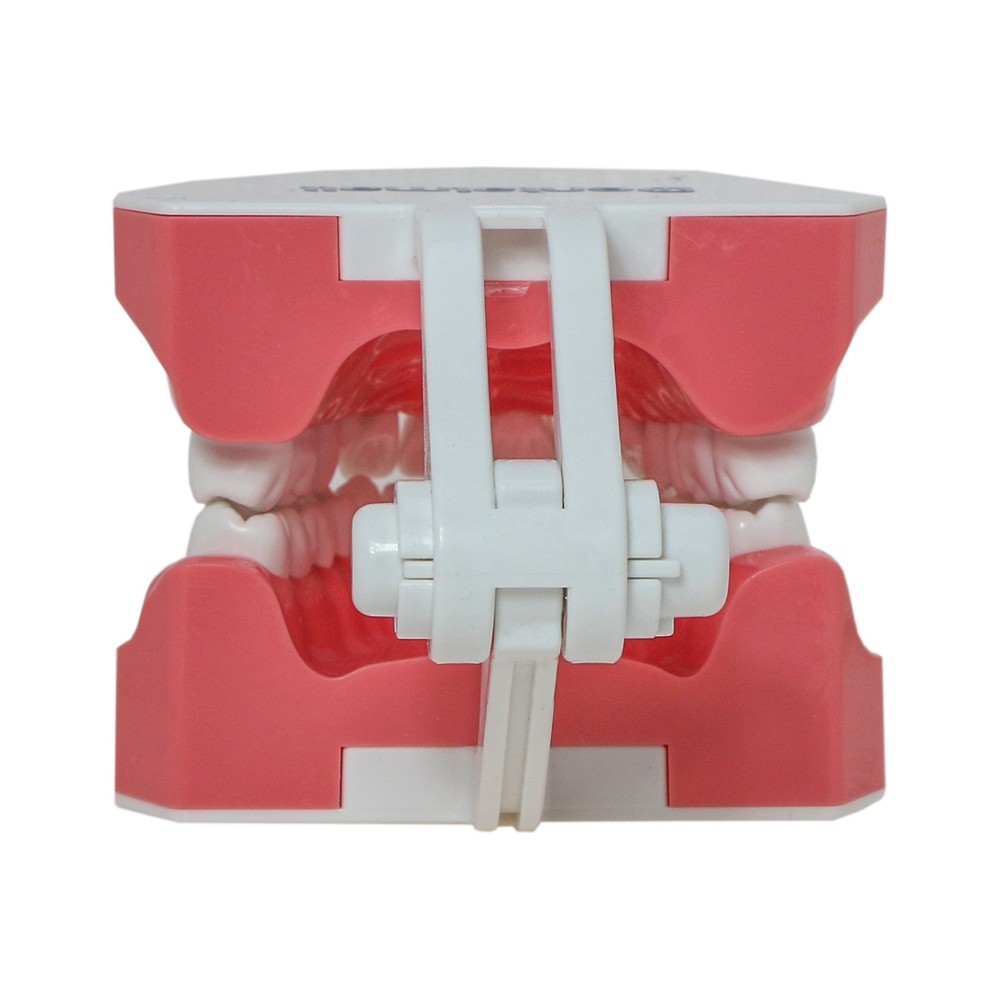 Dental Brushing Flossing Practice Teeth Typodont Model Teaching Studying M7010-1