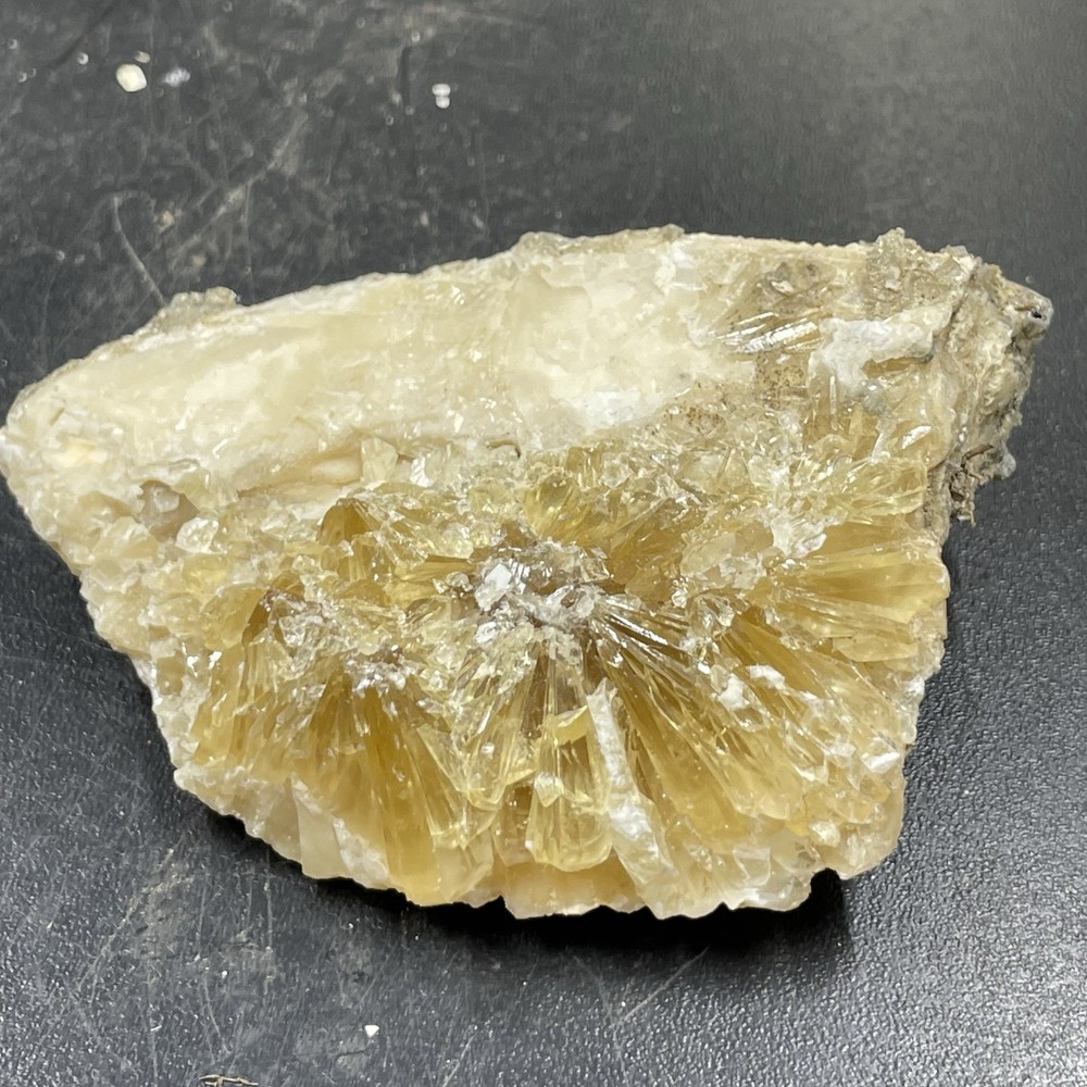 Calcite Clam Rucks Pit, Fort Drum, Okeechobee County, Florida Uv